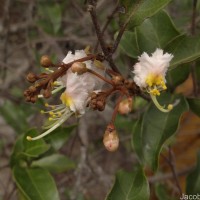 Hiptage benghalensis (L.) Kurz